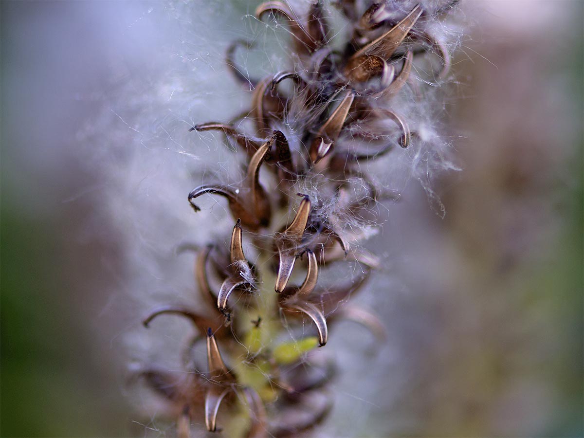 Salix glabra